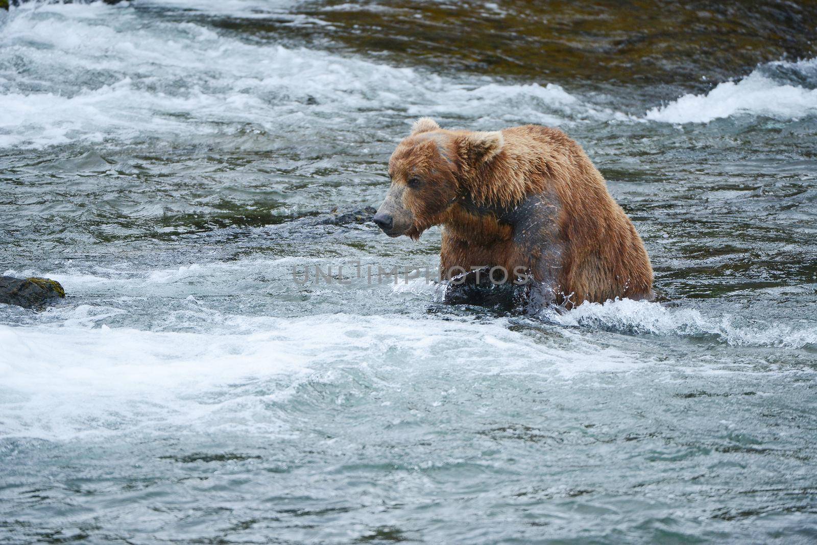 Grizzly bear in Katmai, Alaska