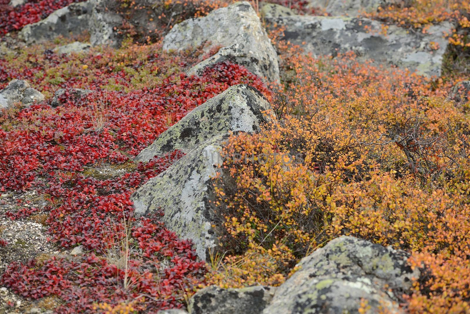 autumn alaska by porbital