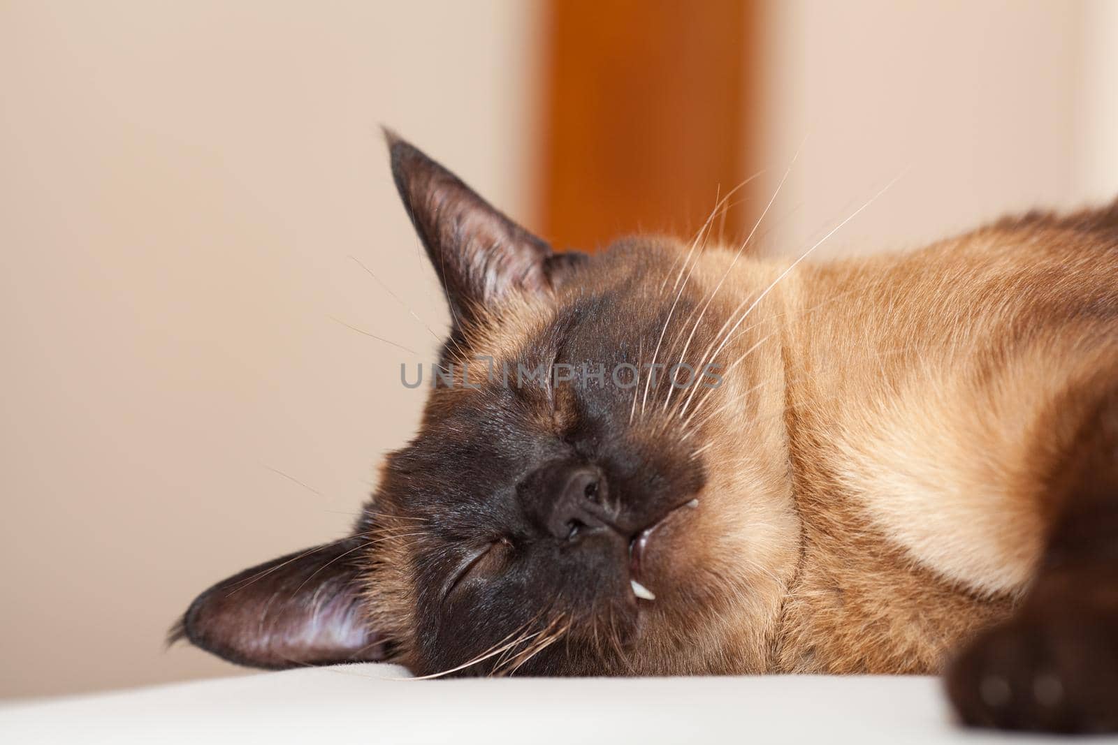 Portrait of a Siamese cat with beautiful blue eyes which is resting and sleeping on the bed