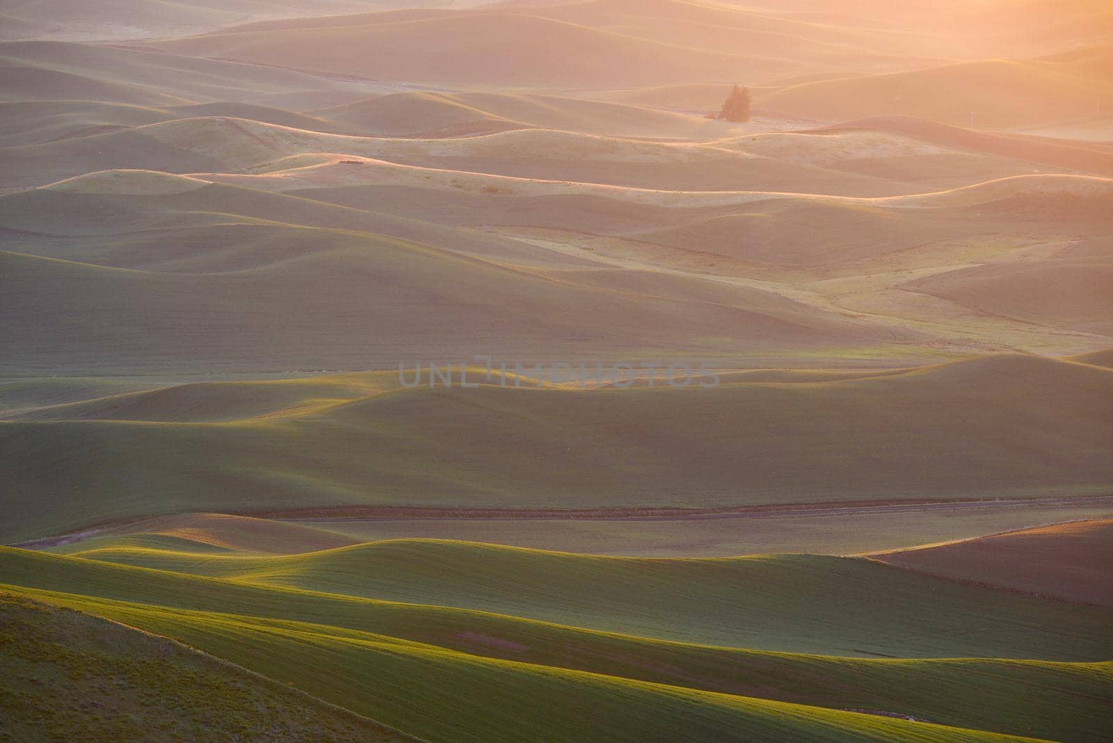 green wheat hills of farming crop area in palouse washington with morning sunlight