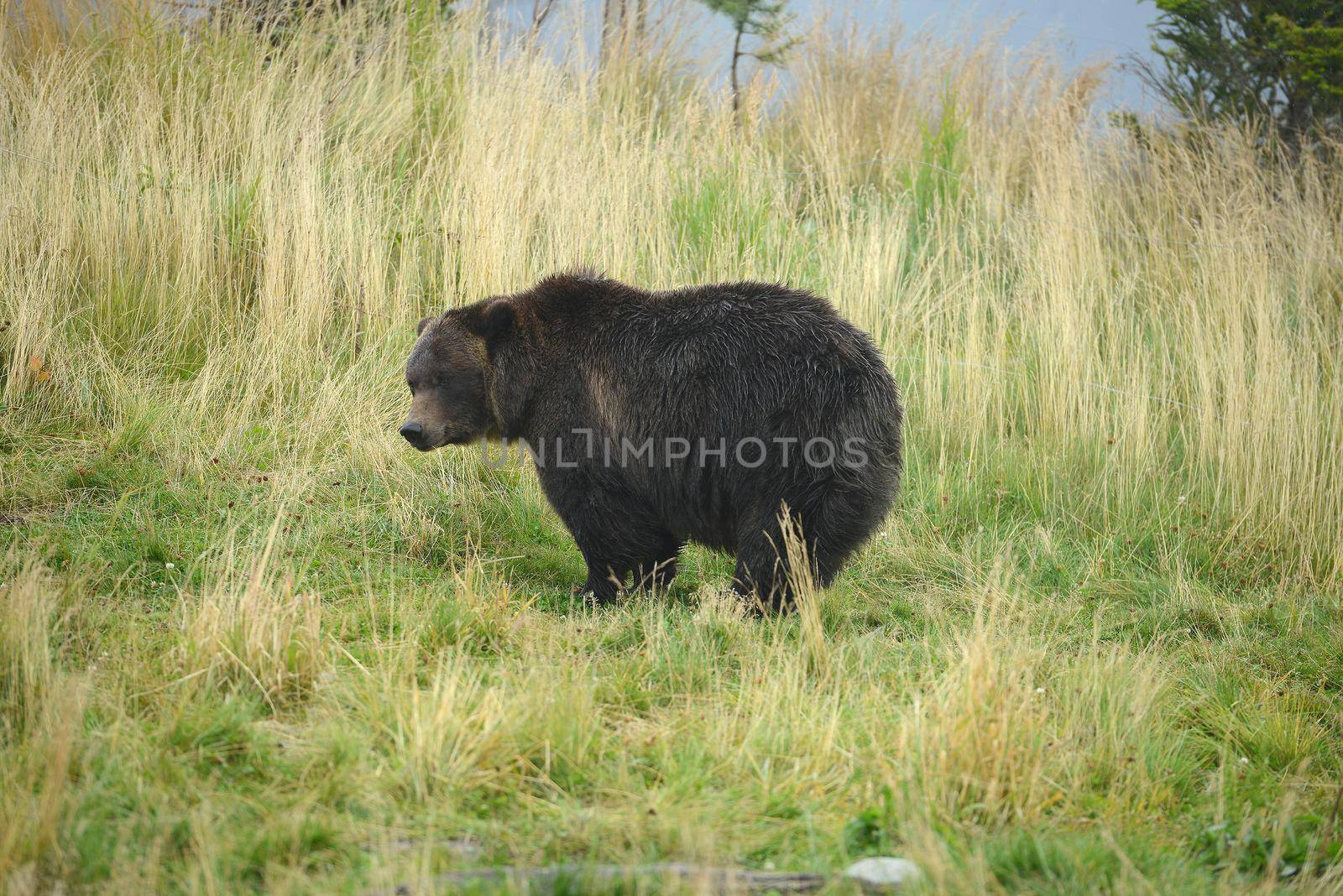 black bear by porbital