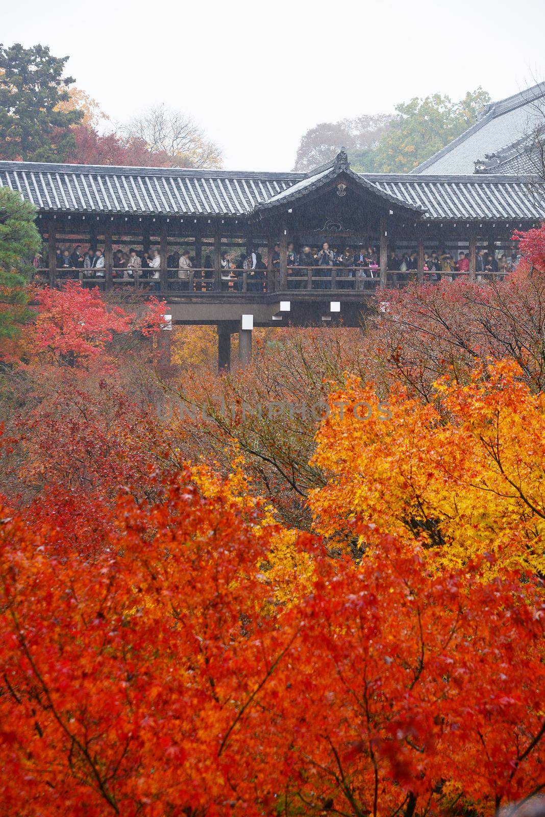 colorful maple leaves in a temple from kyoto, japan