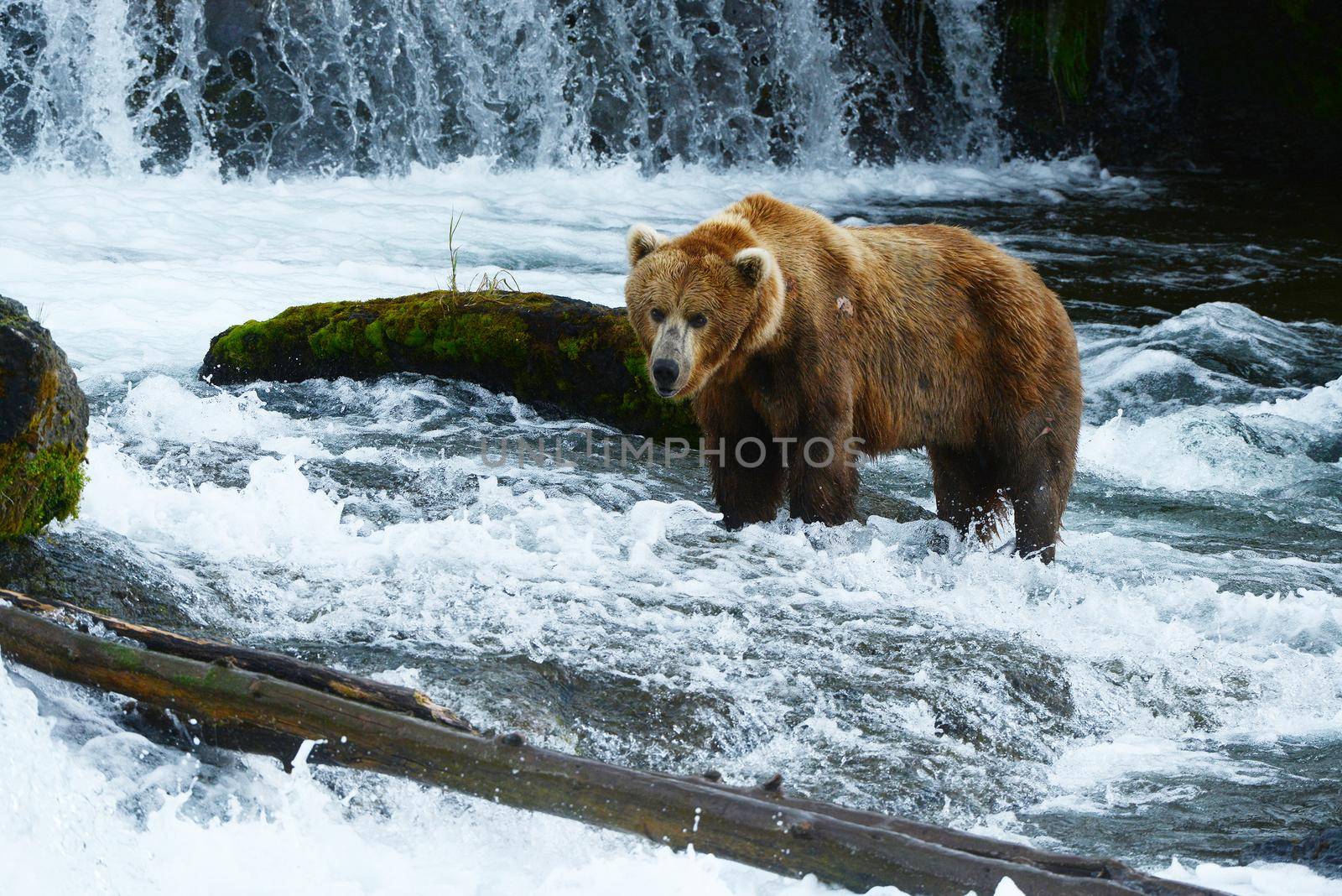 grizzly bear in brooks river hunting for salmon at katmai national park in alaska