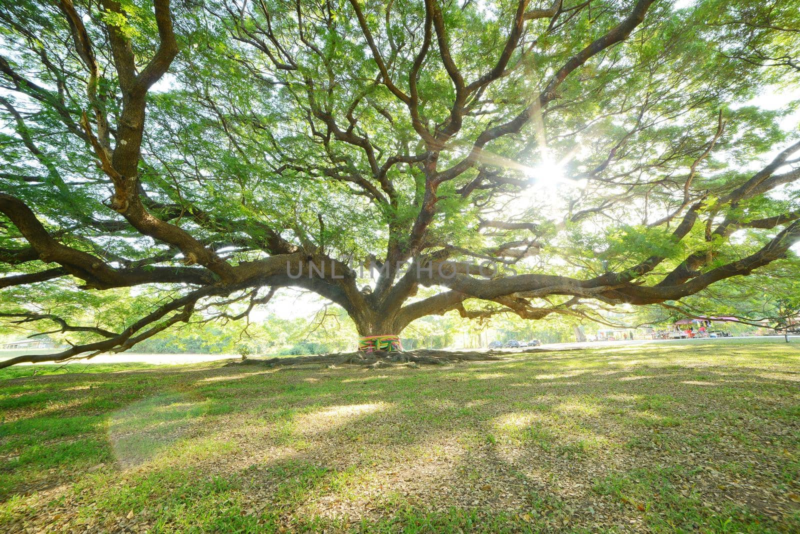 the big tree in thailand with branch