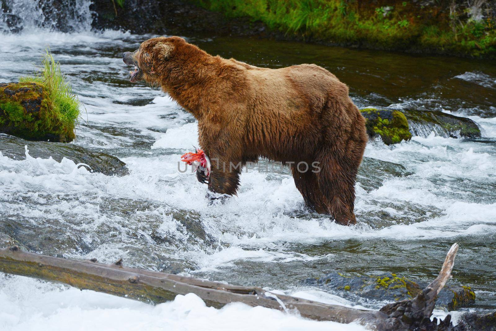 grizzly bear in brooks river hunting for salmon at katmai national park in alaska