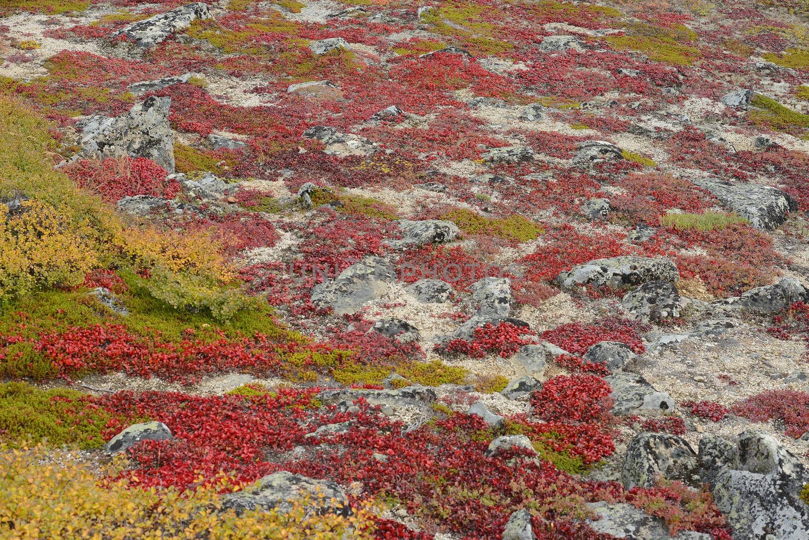 autumn alaska by porbital