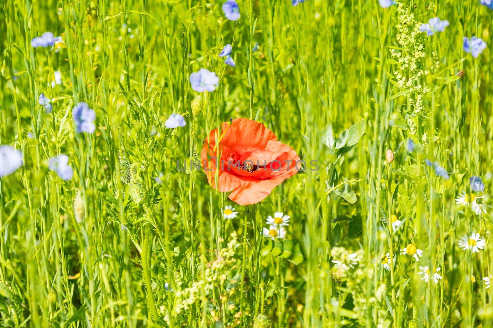 Red poppy flowers on blue flax field