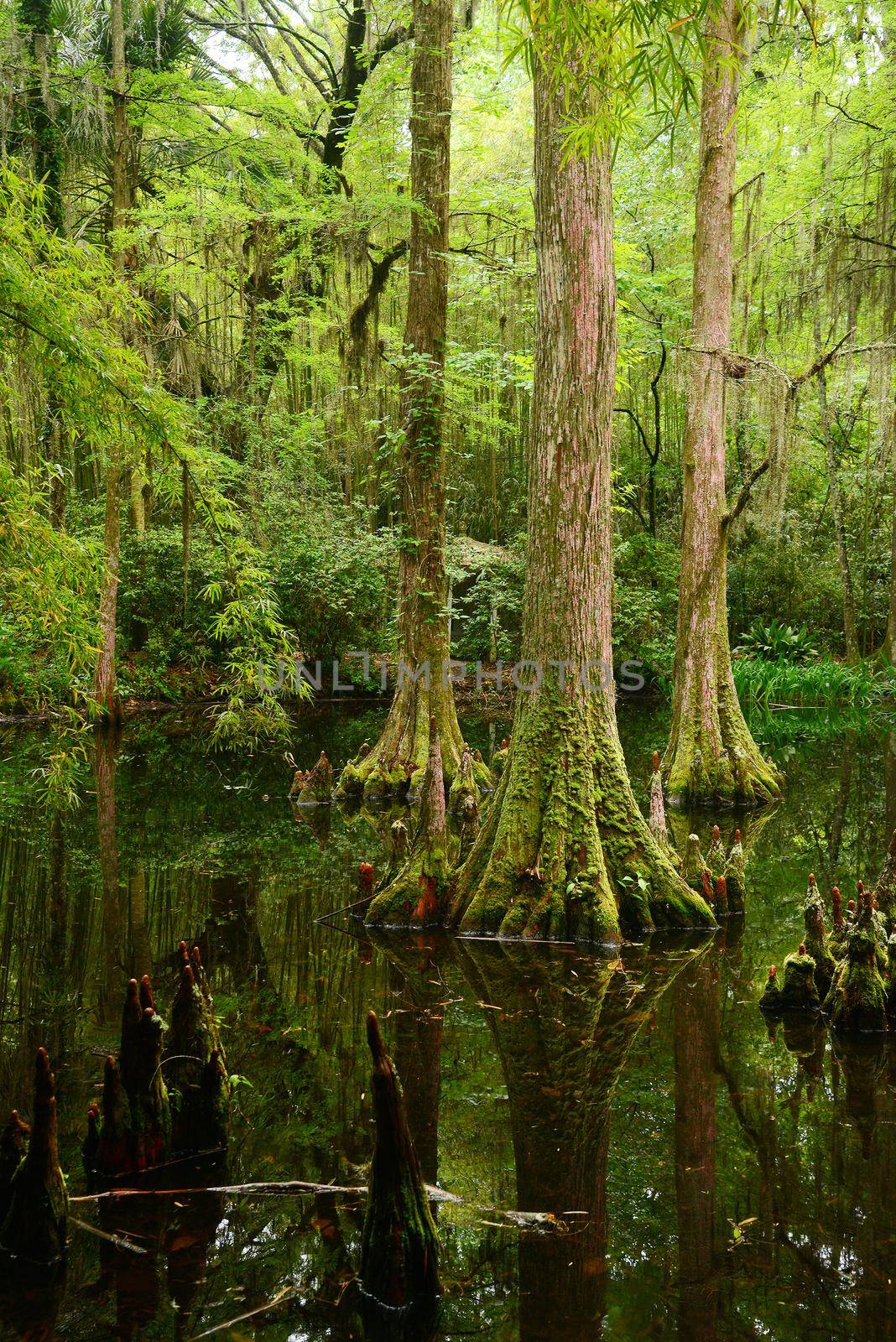 swamp area by porbital