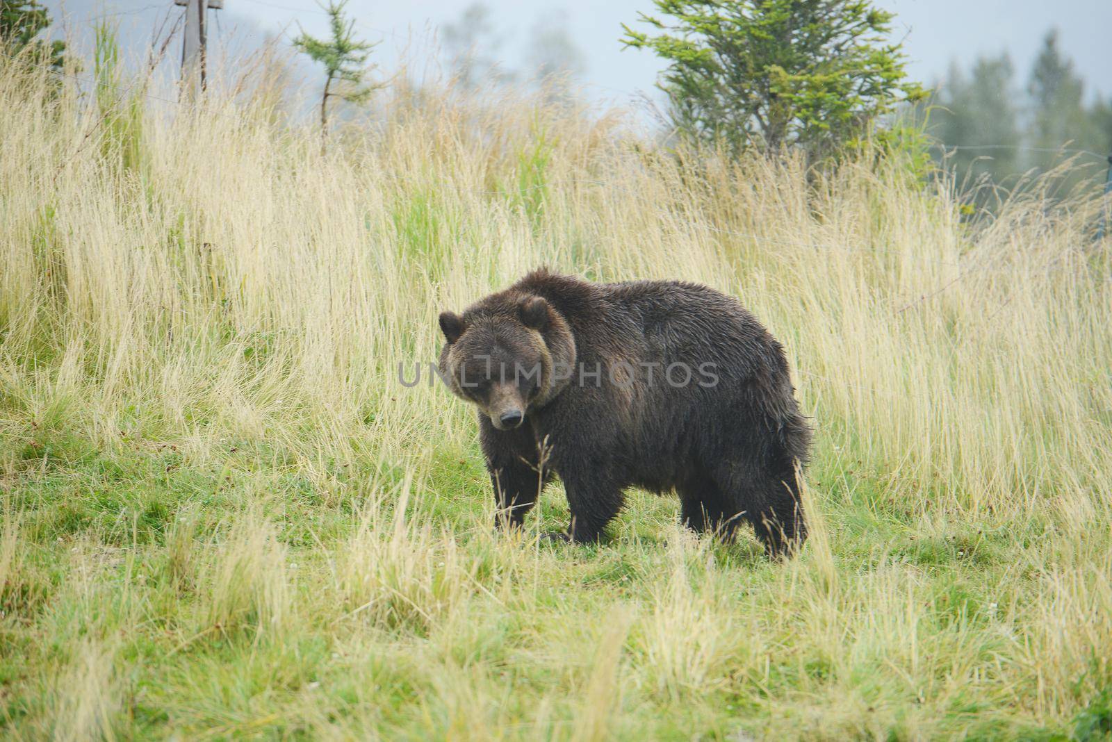 black bear by porbital