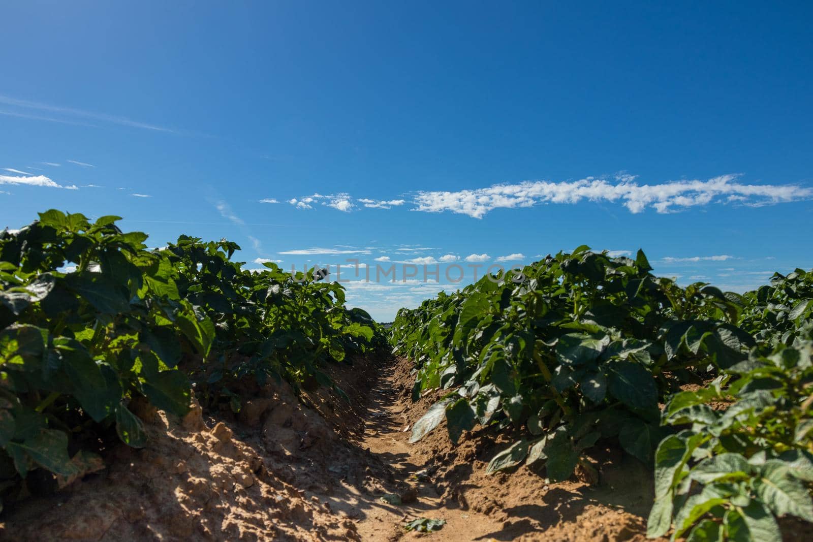 Green field of potato crops in a row