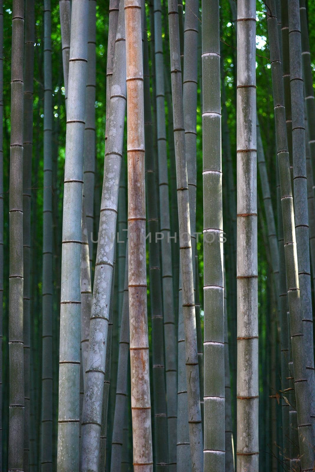 bamboo by porbital