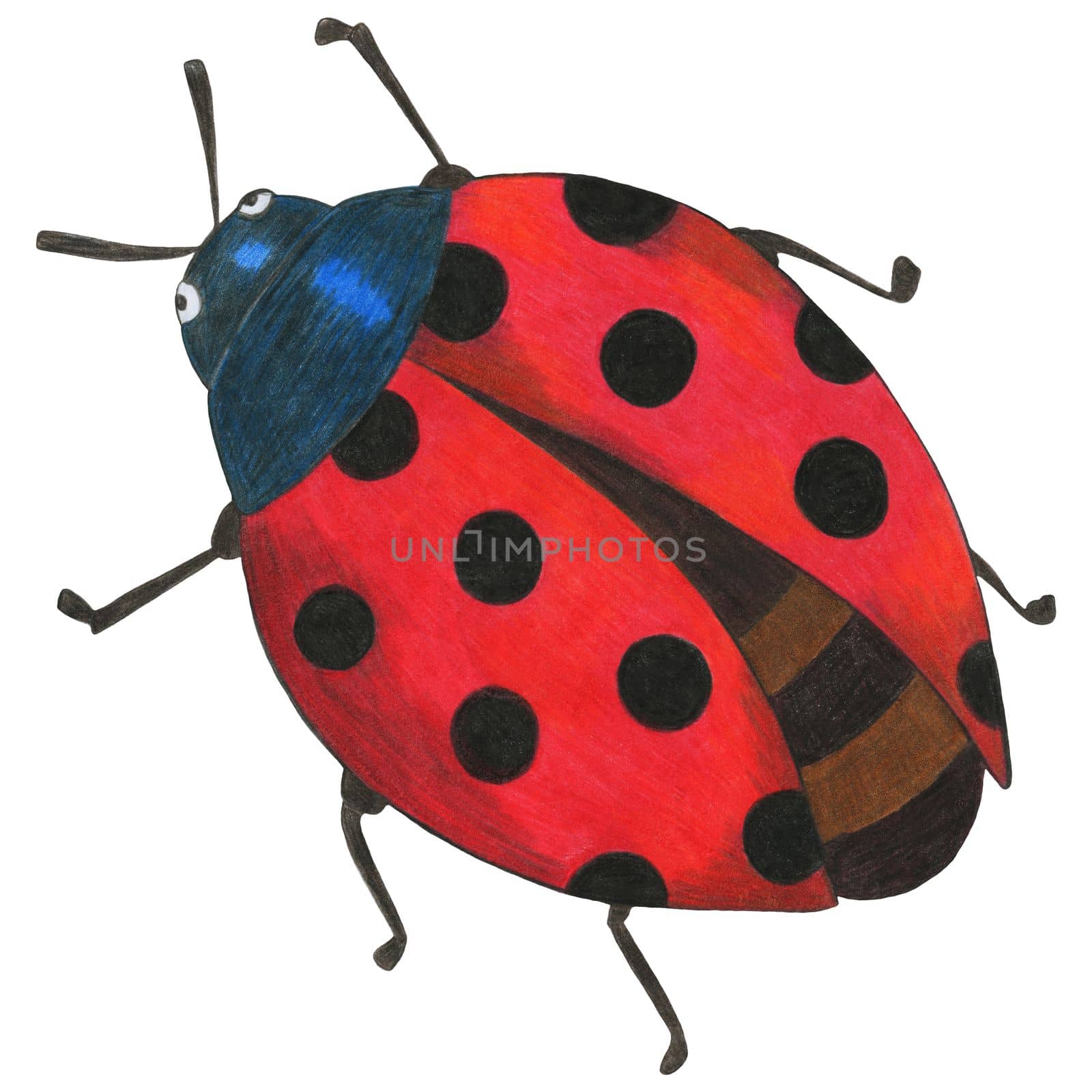 Hand Drawn Colorful Ladybug Isolated on White Background. Ladybug Illustration Drawn by Colored Pencil. Hand Drawn Ladybird Clipart.