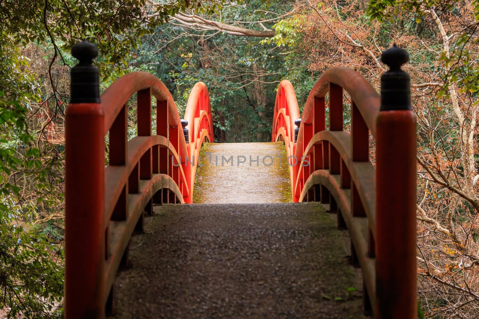 Red arched Japanese footbridge through peaceful forest in morning light by Osaze