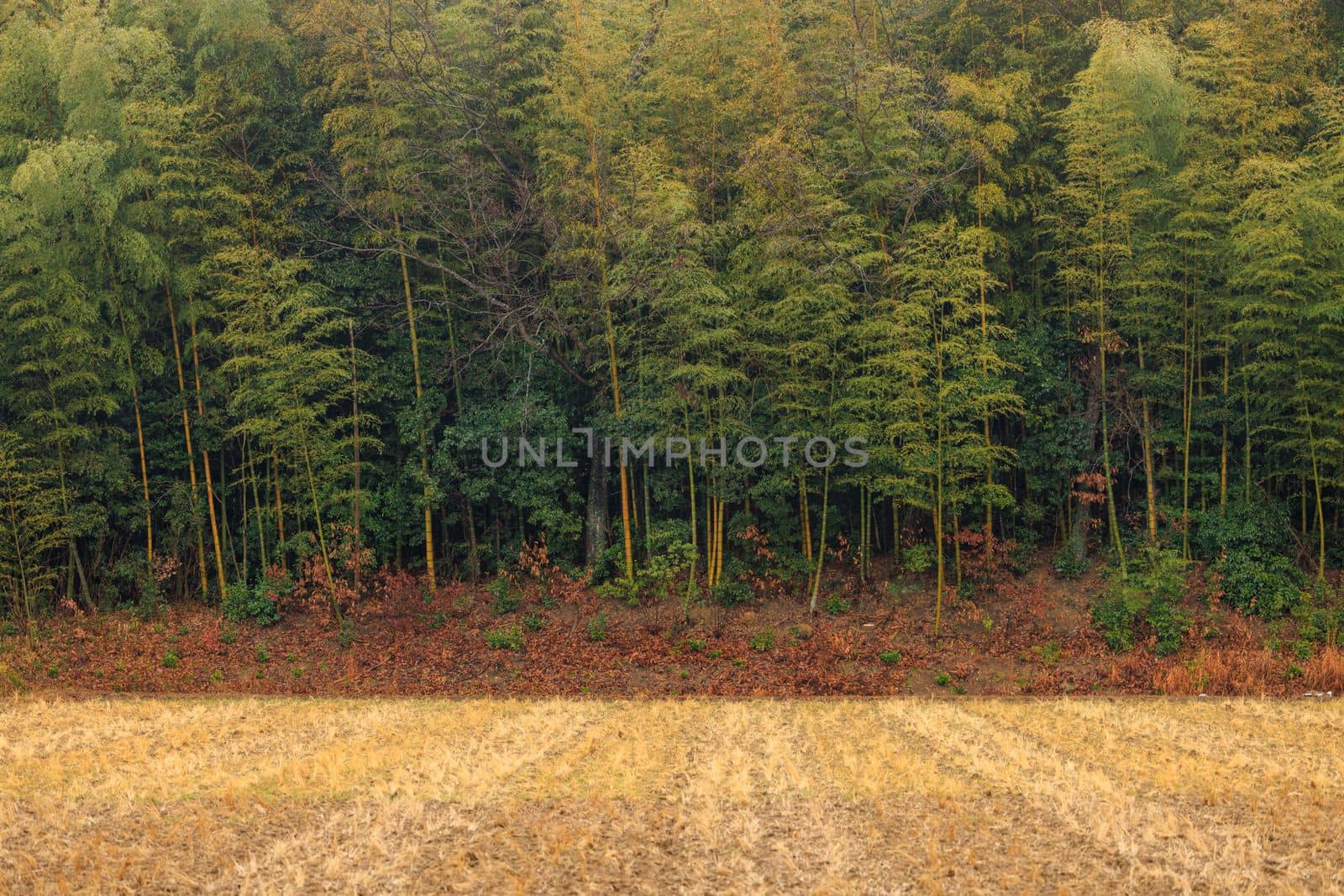 Dry rice field in winter with bamboo forest in background by Osaze