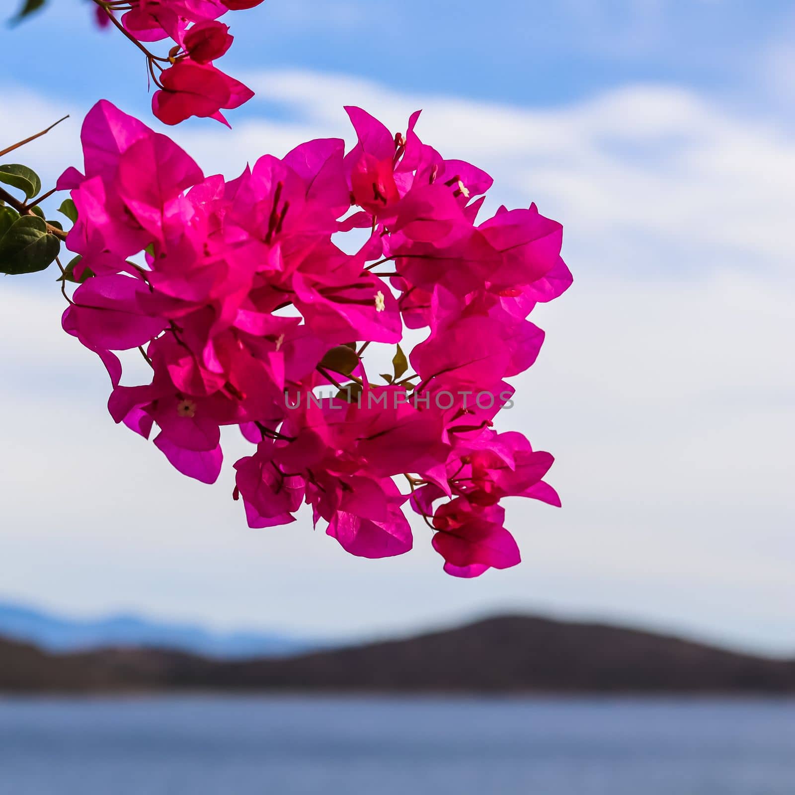 Magenta bougainvillea flowers against the sky, sea and islands by Olayola