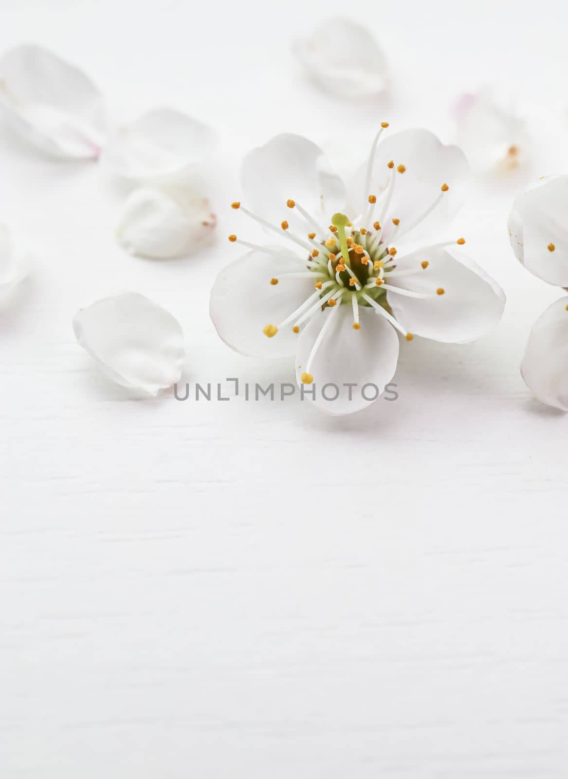 Cherry or plum flower with petals on a white background.