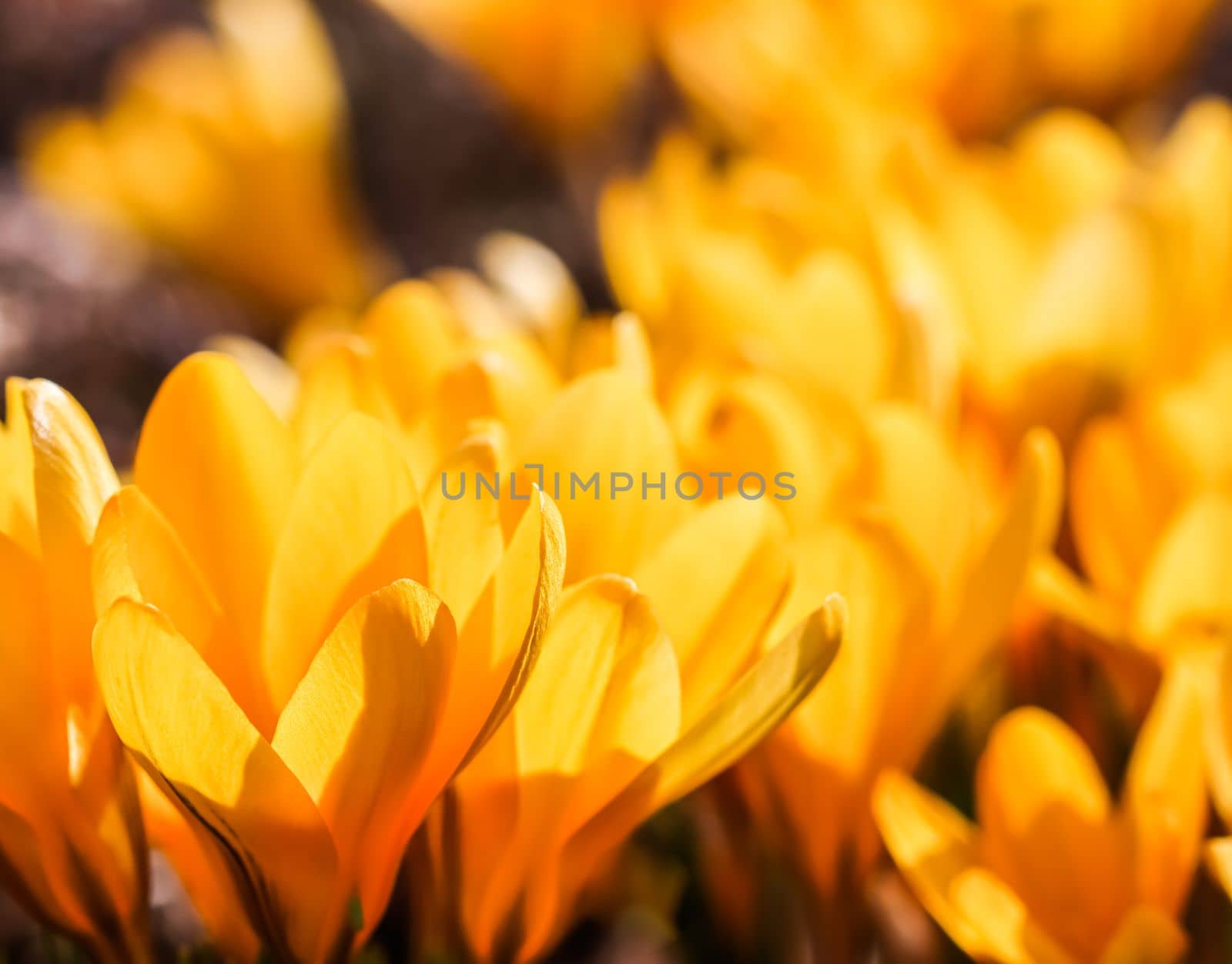 Abstract floral background, yellow crocus flower petals. Macro flowers backdrop for holiday brand design