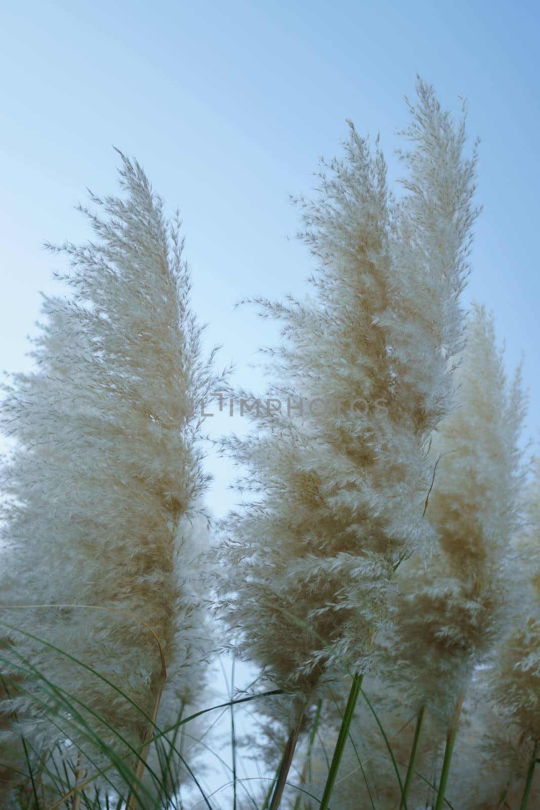 view of a pampas grass plant or plumero blue sky background