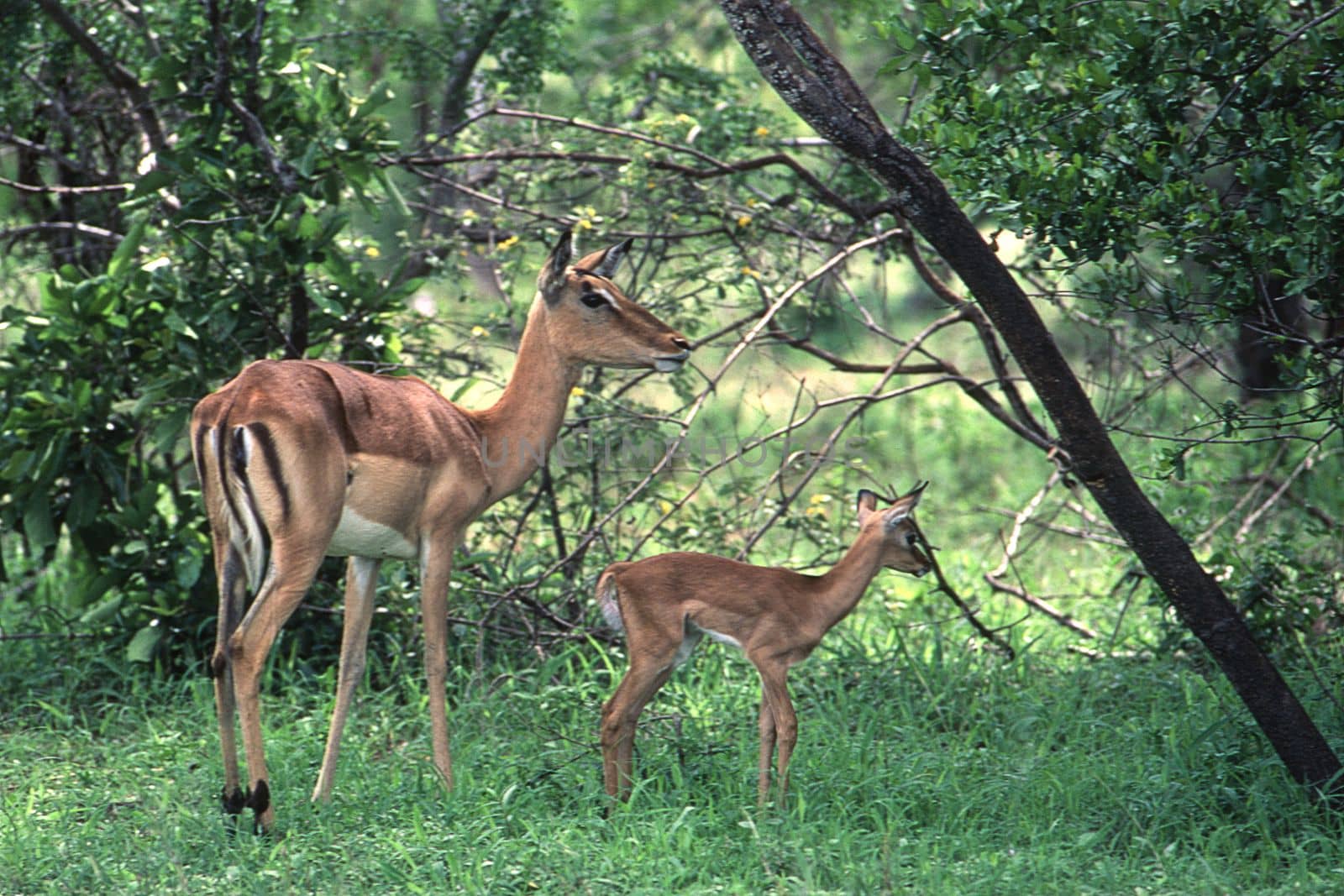 Impala (Aepyceros melampus), Kruger National Park, mpumalanga, South Africa