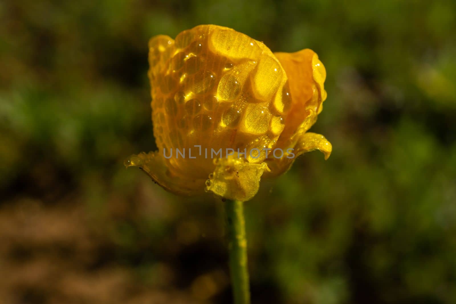 close-up of a Welsh poppy flower, yellow poppy with dewdrops