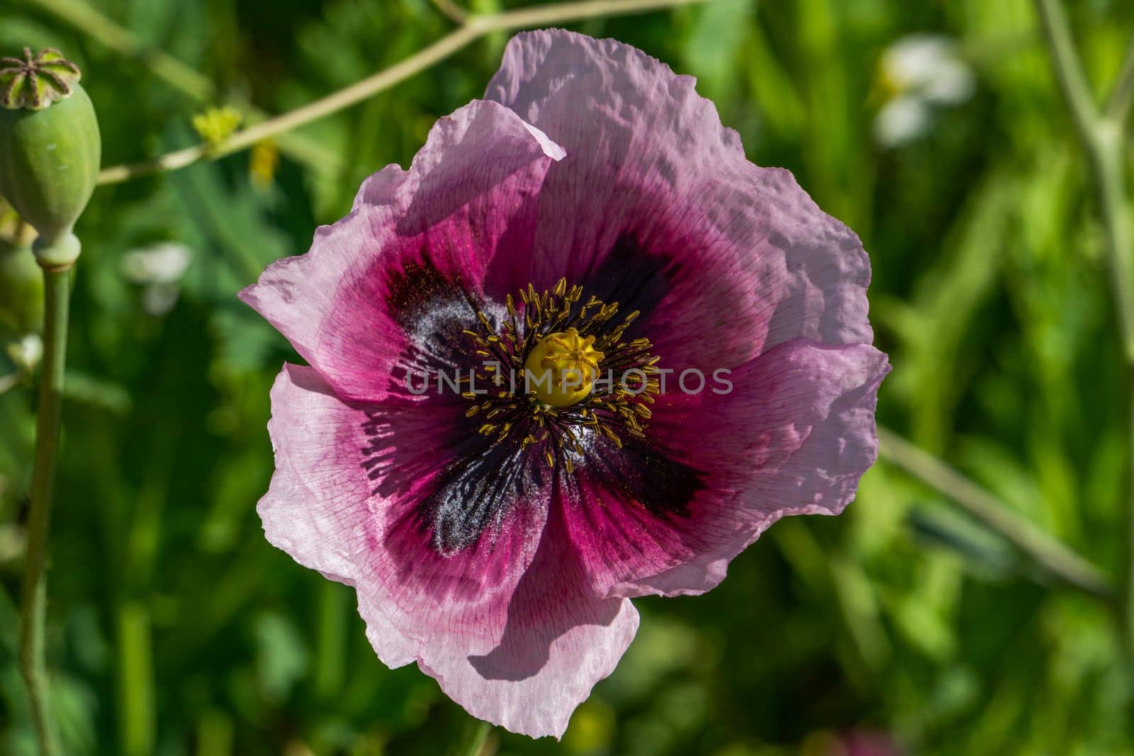 close-up of a purple poppy with a field of daisies in the background