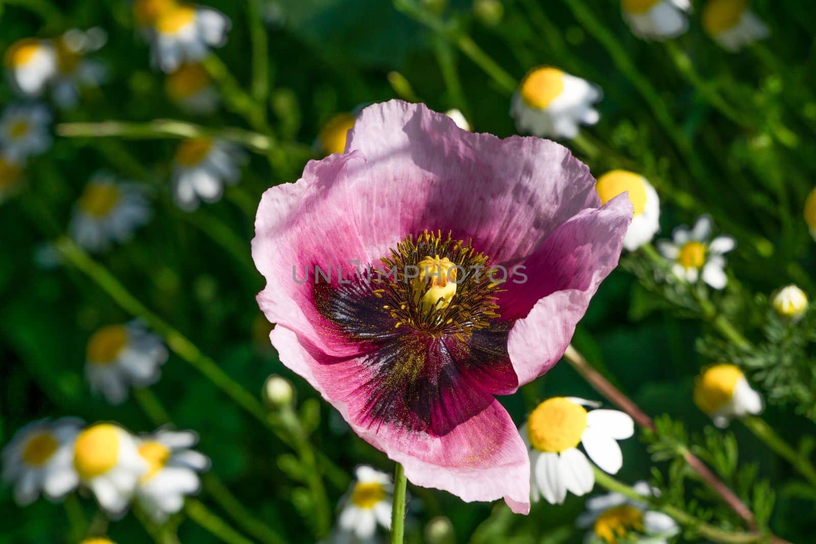close-up of a purple poppy with a field of daisies in the background