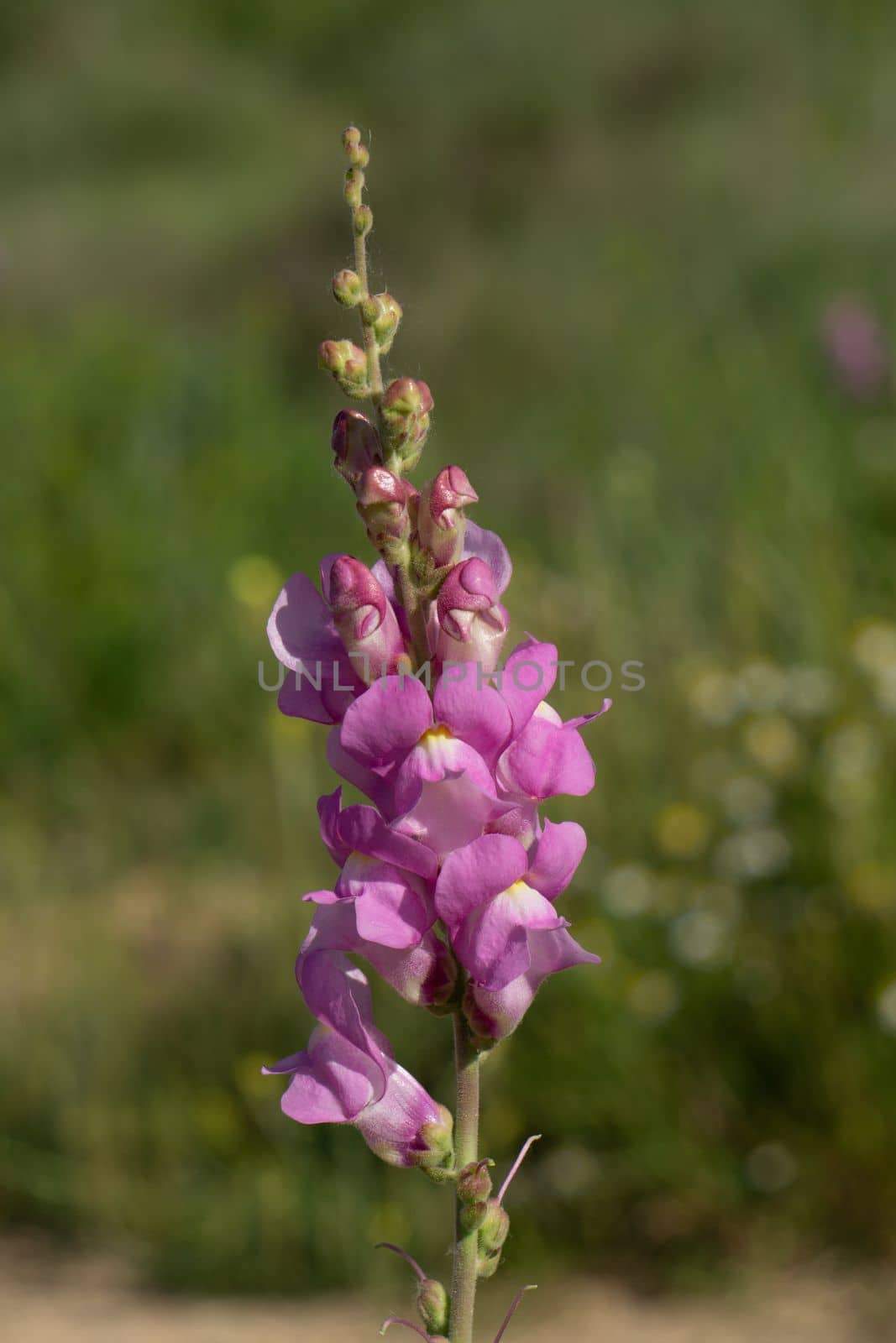 close-up of a cluster of purple lupine flowers in the background an out-of-focus green meadow