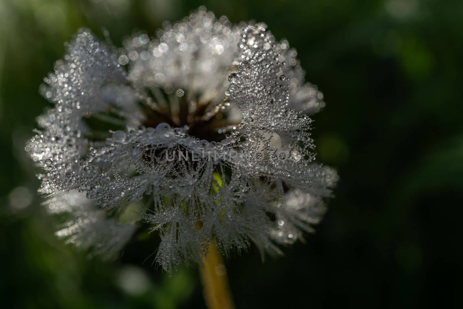 close-up of common dandelion with dewdrops by joseantona