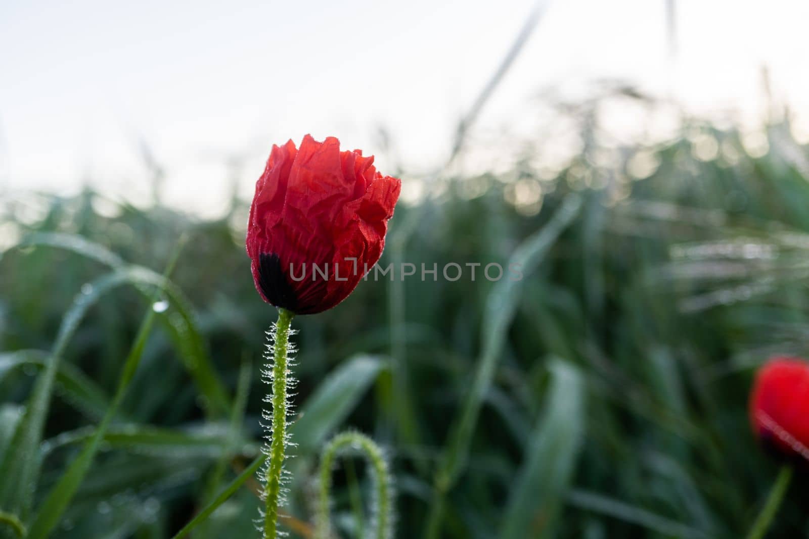 close-up of a solitary red poppy in an out-of-focus green field in the background