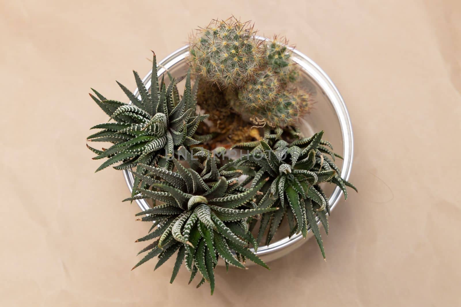 succulent plants collection bouquet arrangement in bowl craft paper background by Ri6ka