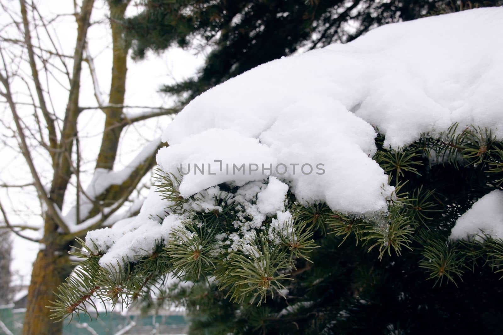 Snow on spruce branches in winter close up