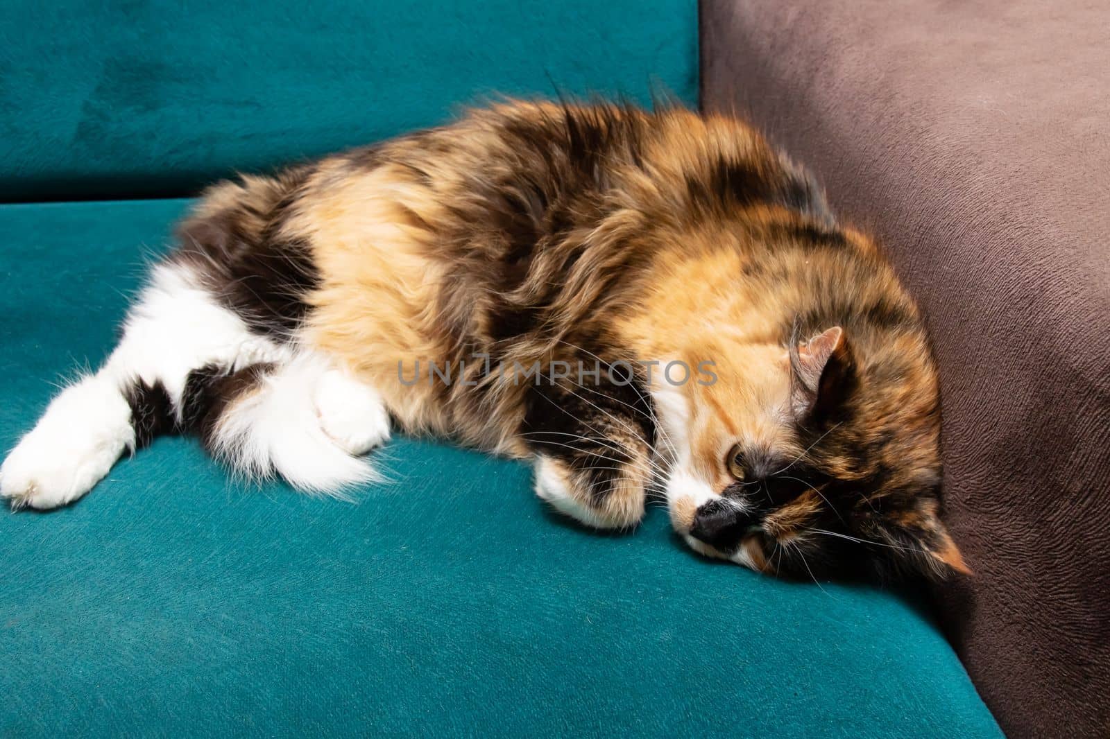 Three-color cat resting on the couch close up