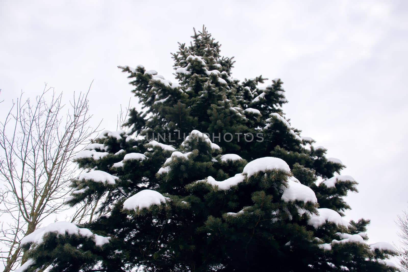 Snow on spruce branches in winter close up