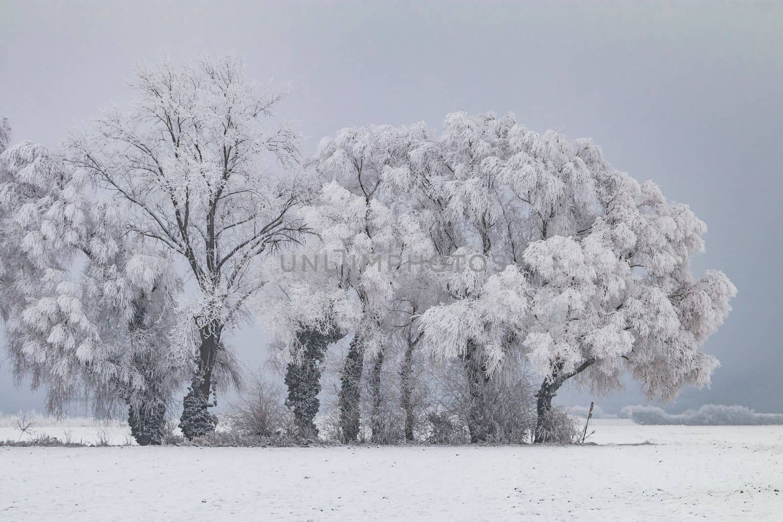 Picturesque winter landscape with trees covered with frost, ice and snow, Germany