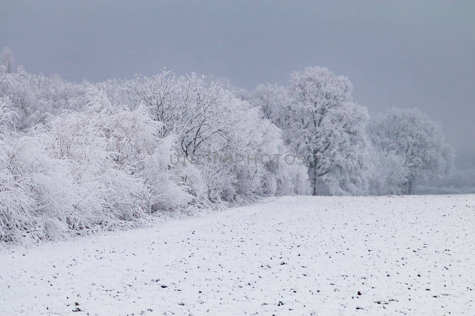 Dark winter impression with snow, frost and ice and a field in front of trees and bushes, Germany