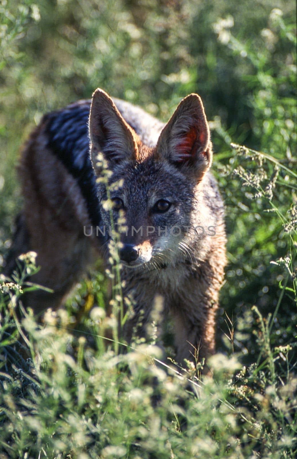 Black Backed Jakal (Canis mesomelas), Central Kalahari Game Reserve, Ghanzi, Botswana, Africa