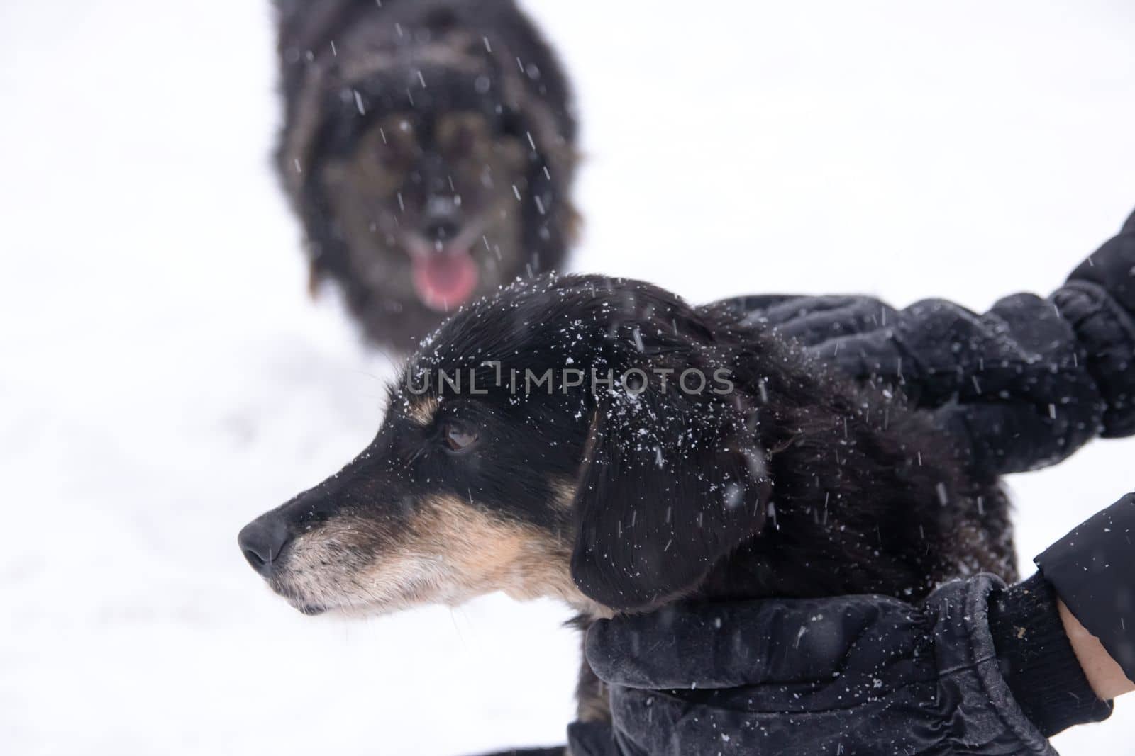 Black fluffy dog in the snow close up