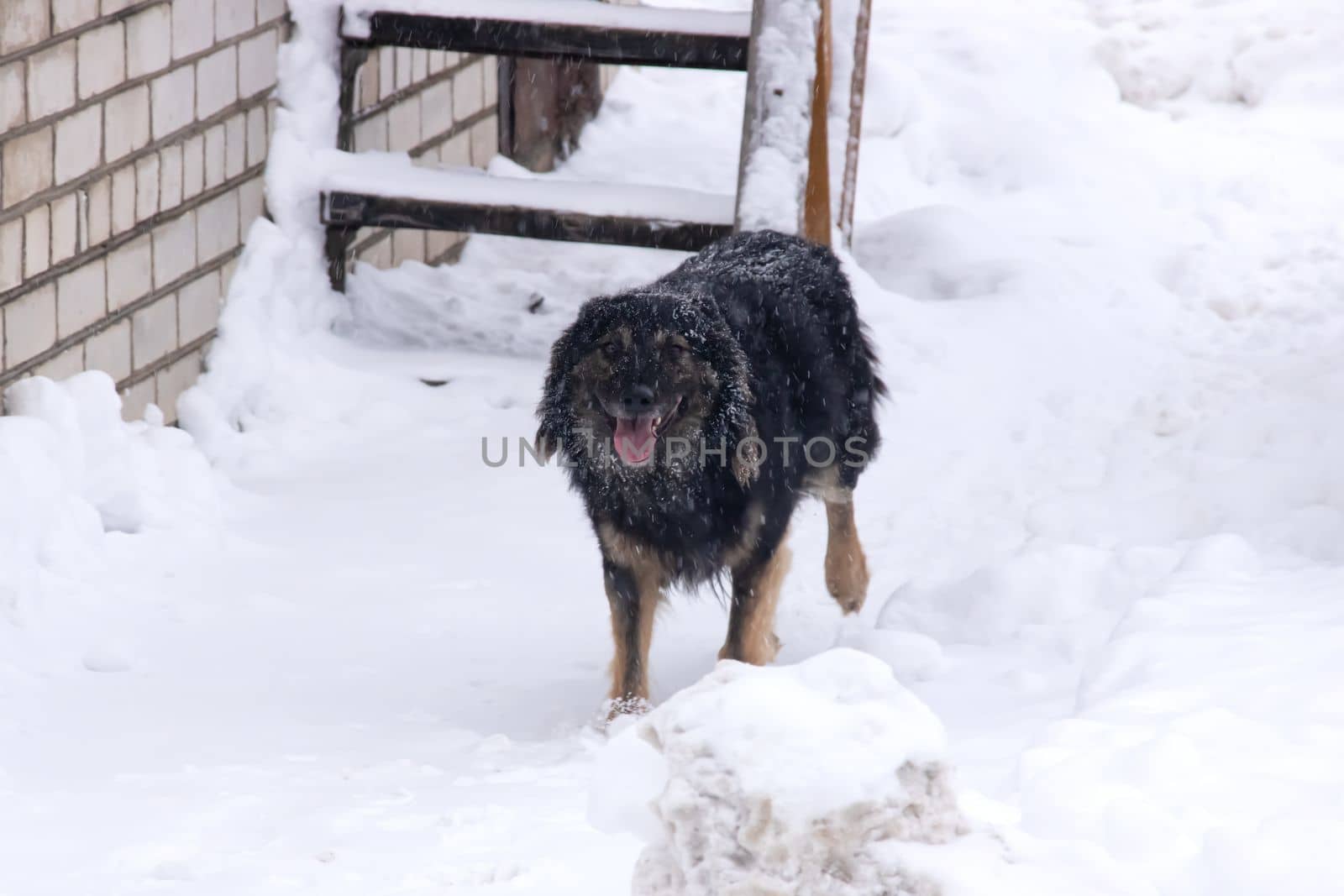 Black fluffy dog in the snow closeup by Vera1703