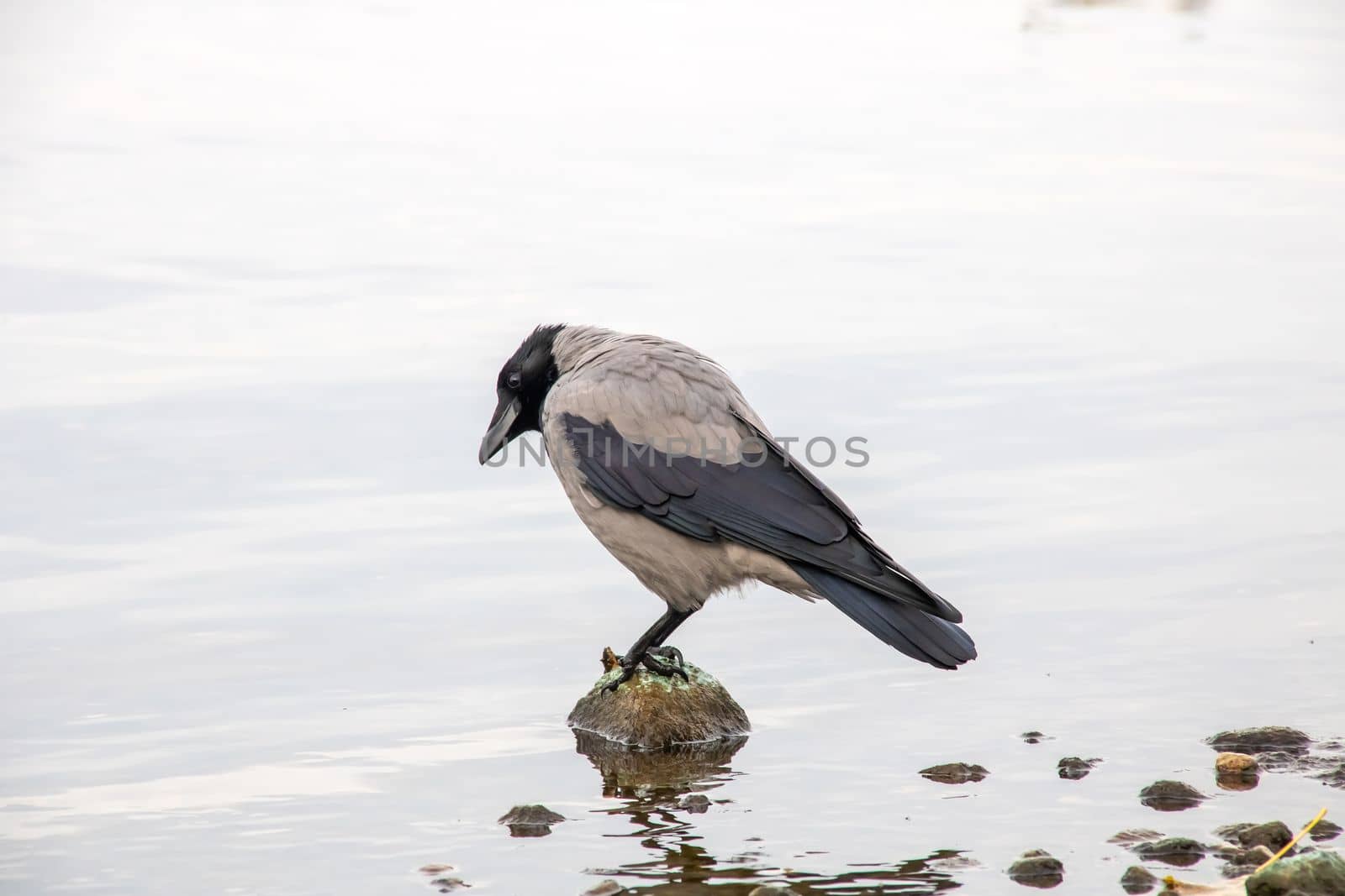 A crow stands on a rock in the water close up