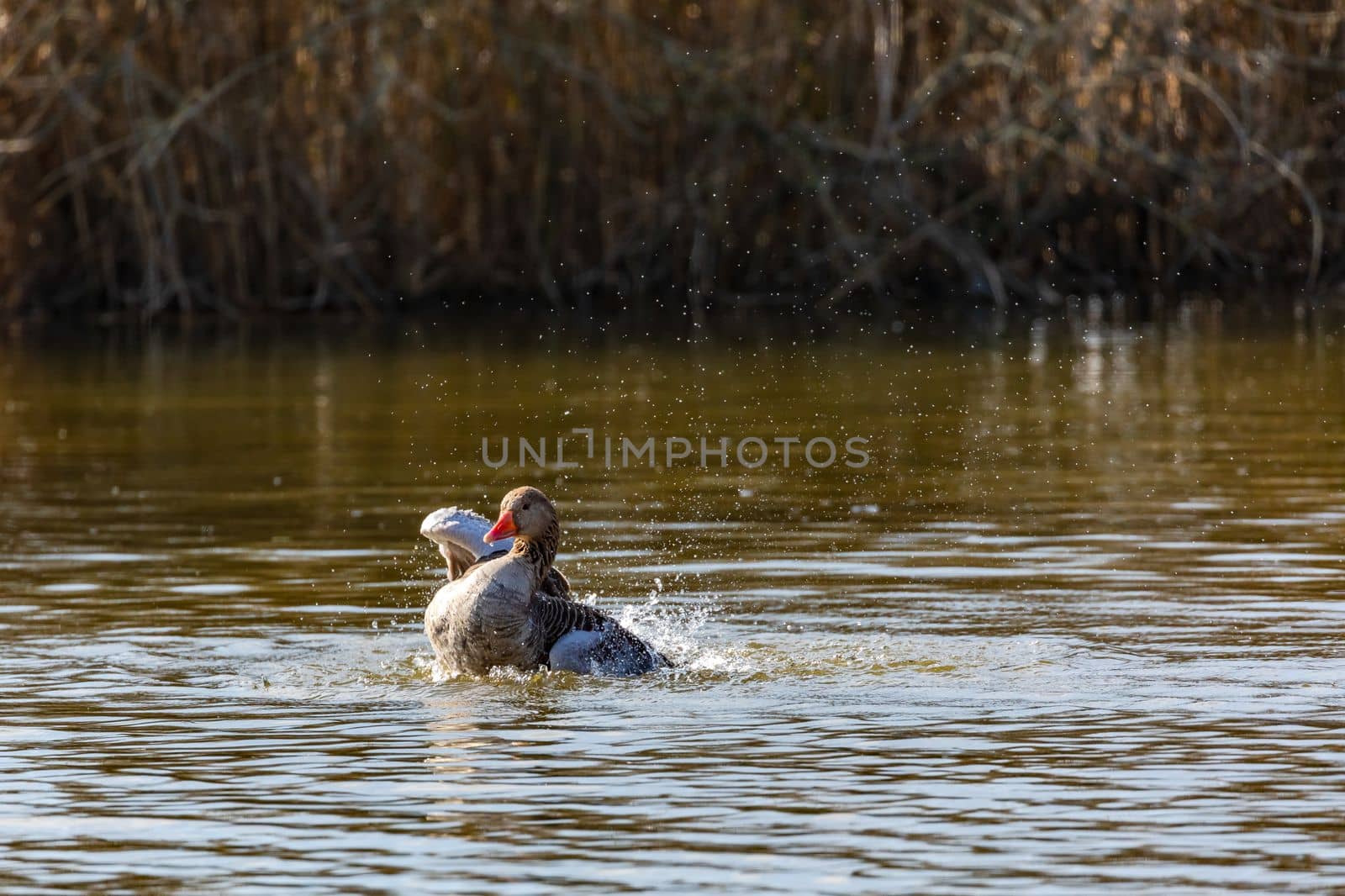 A female mallard fluffs up in an idyllic pond to groom herself with plenty of water, Germany