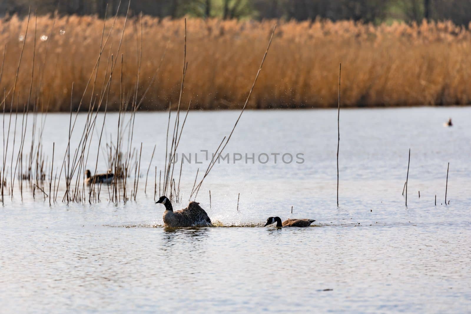 Two ducks produce lots of water splashes in a lake while swimming, preening and splashing