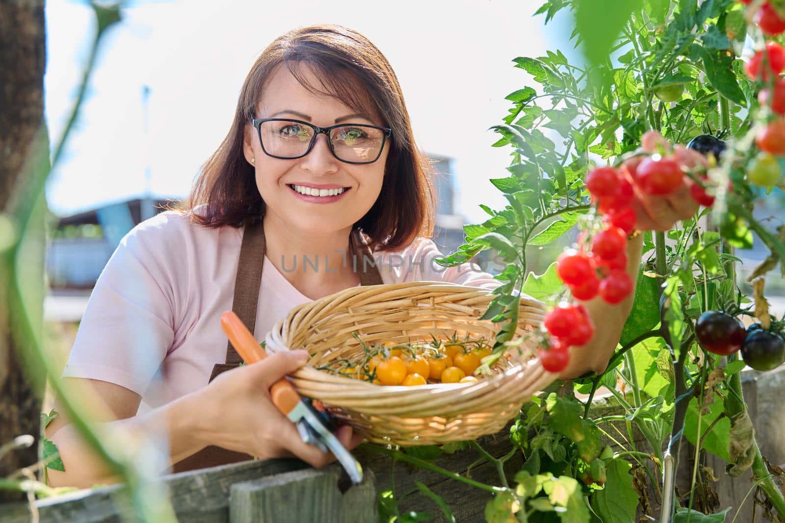Smiling middle aged woman harvesting ripe cherry tomatoes. Growing natural organic vegetables, farming, gardening, hobby concept