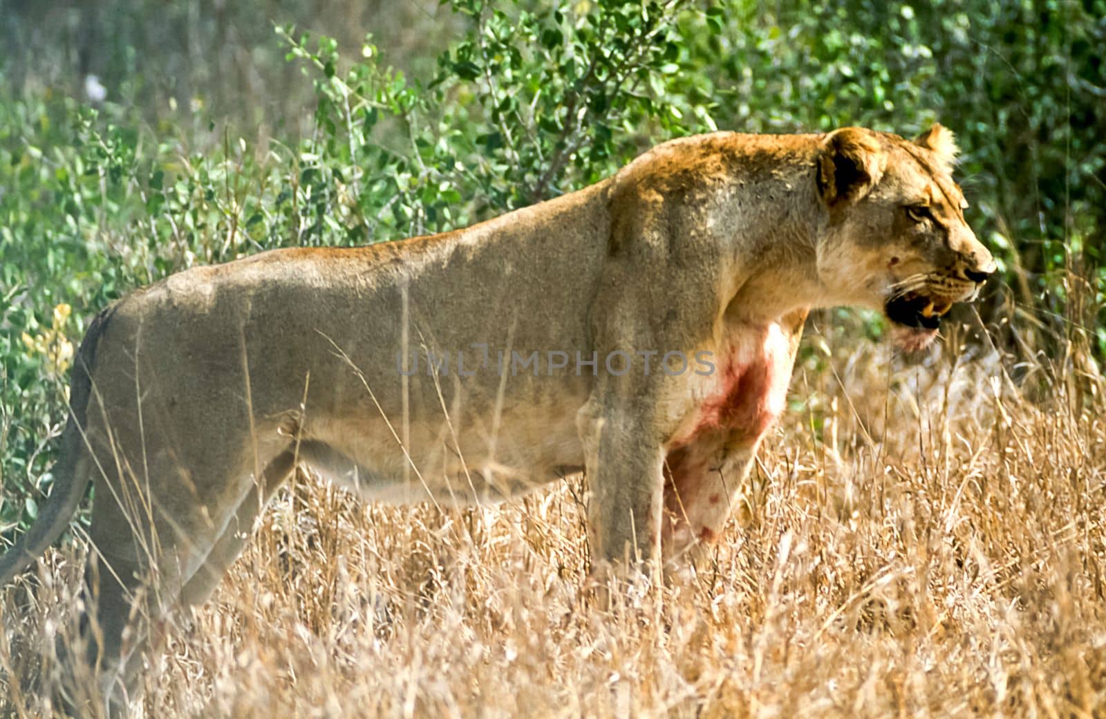 Lion, (Panthera leo), Kruger National Park, Mpumalanga, South Africa, Africa