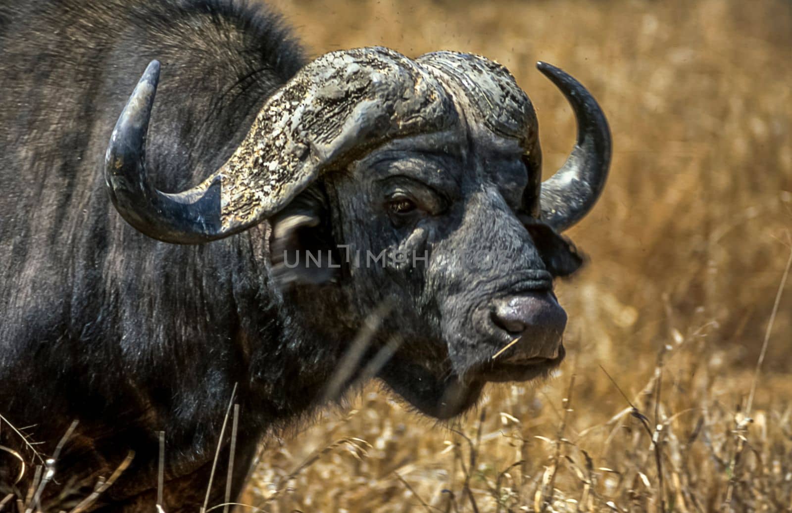 Buffalo, (Syncerus caffer), Kruger National Park, Mpumalanga, South Africa, Africa