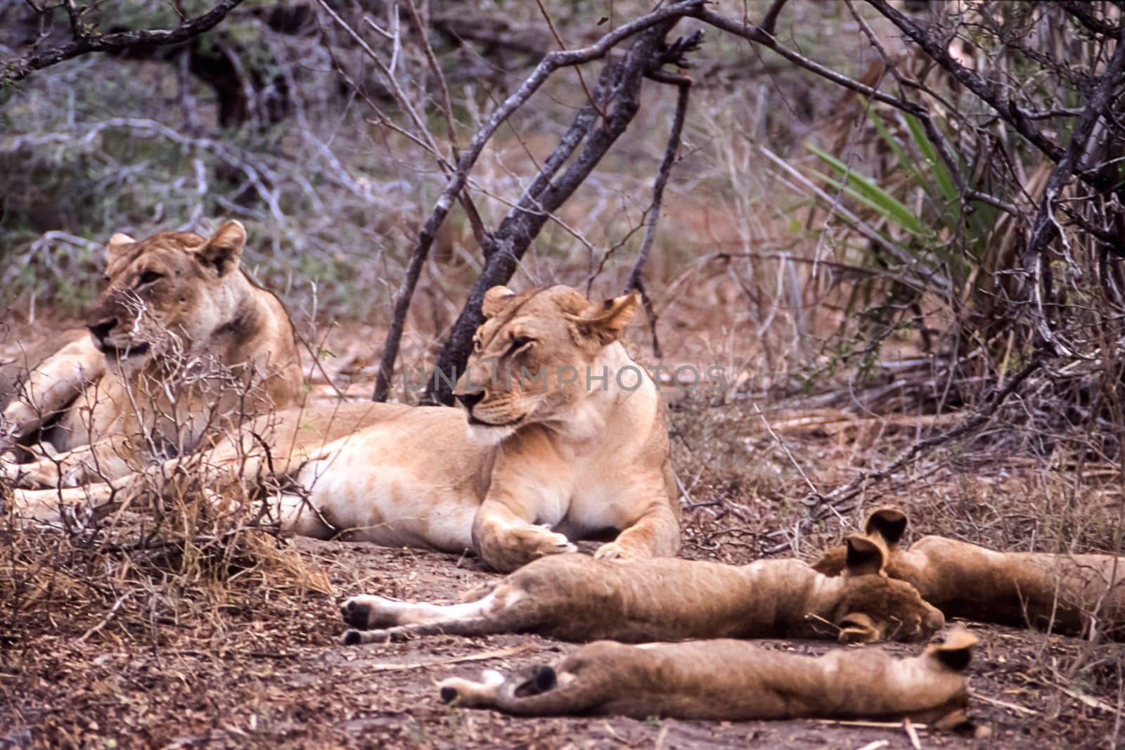 Lion (Panthera leo), Selous Game Reserve, Morogoro, Tanzania, Africa