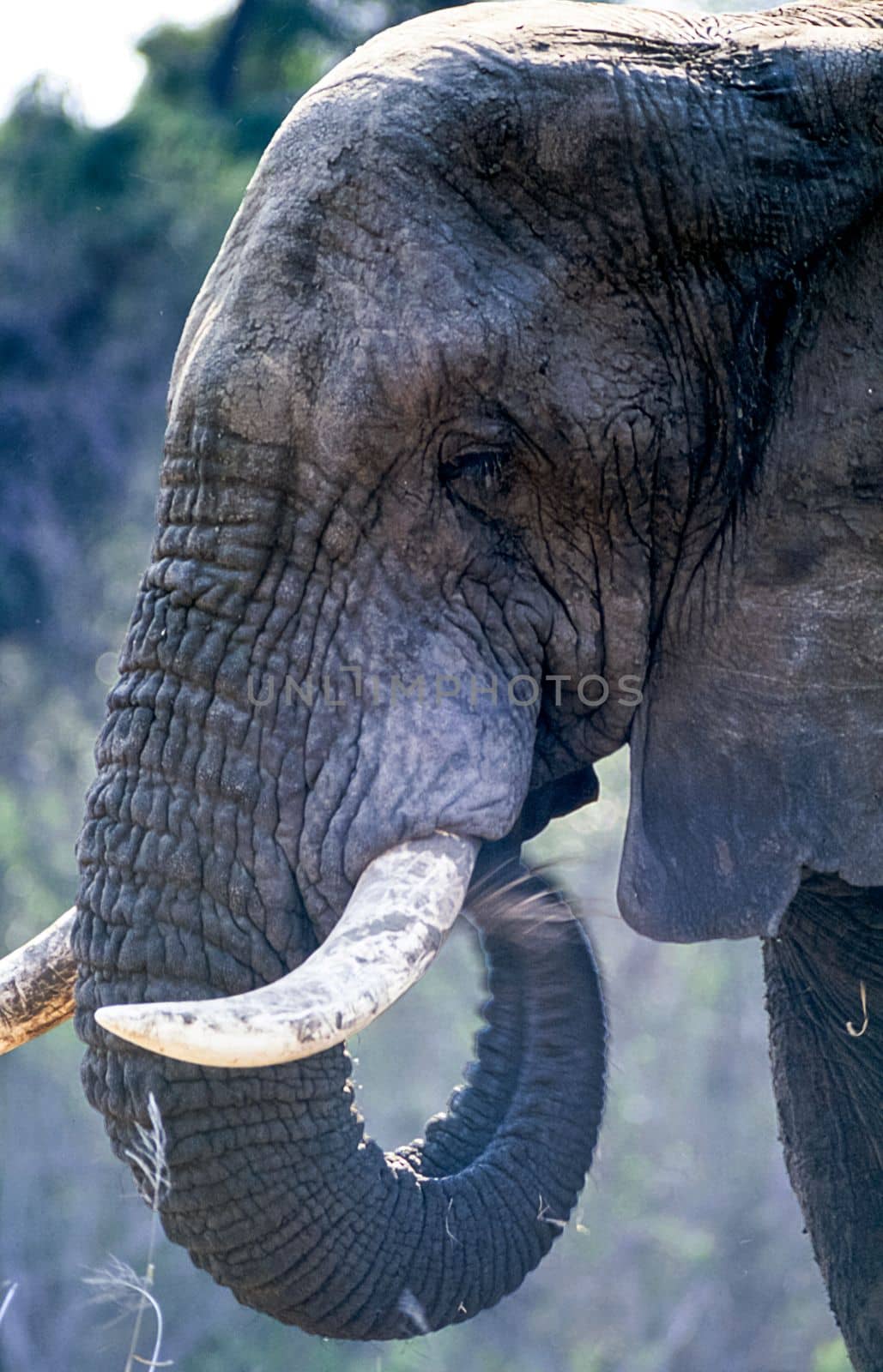 Elephant, (Loxodonta africana), Kruger National Park, Mpumalanga, South Africa, Africa