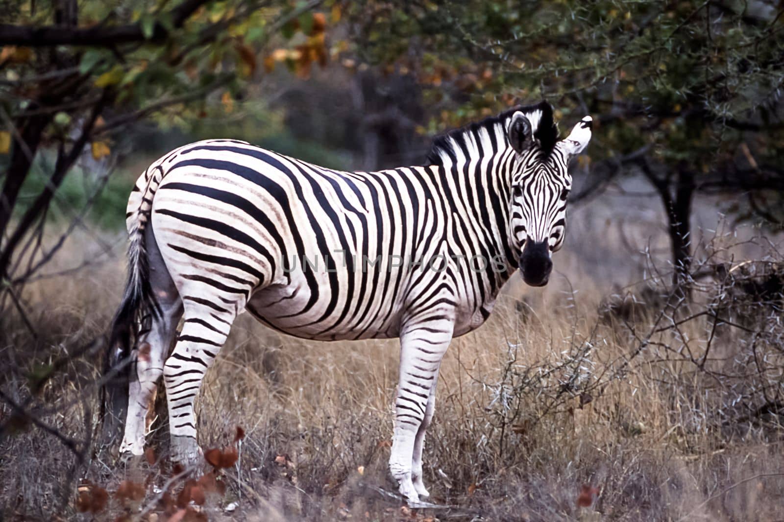 Plains Zebra, (Equus burchellii), Kruger National Park, Mpumalanga, South Africa, Africa