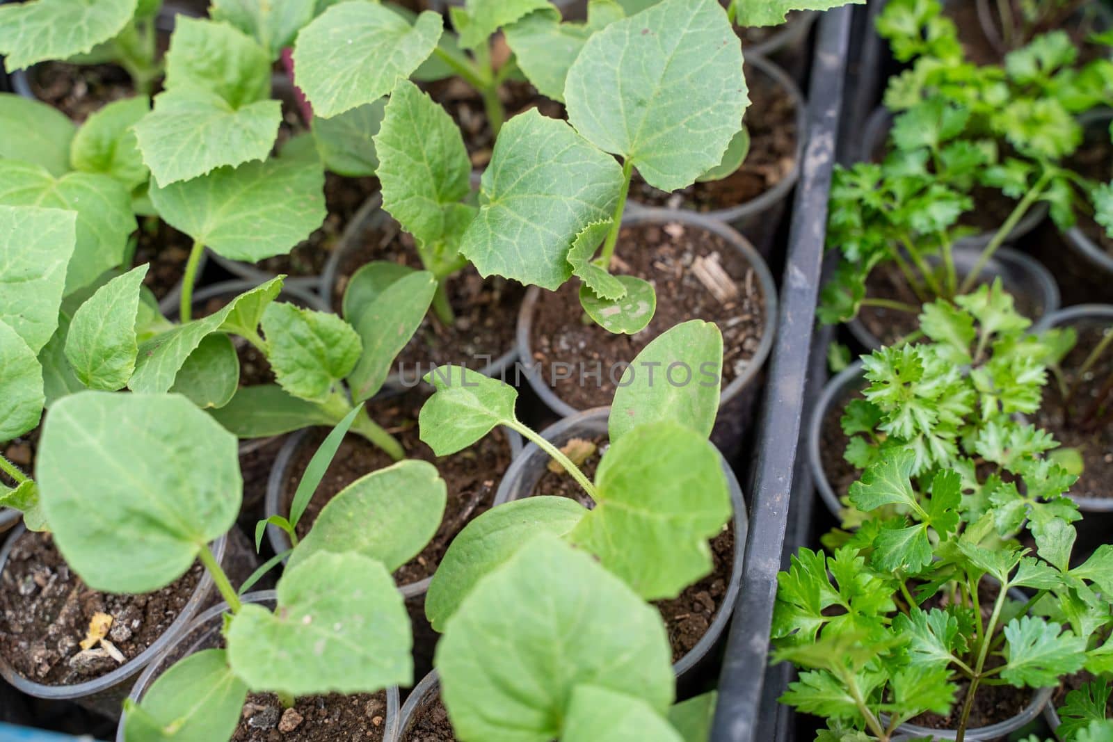 Seedlings of zucchini, pumpkins, parsley growing in pots, waiting for planting. Spring garden work by Matiunina