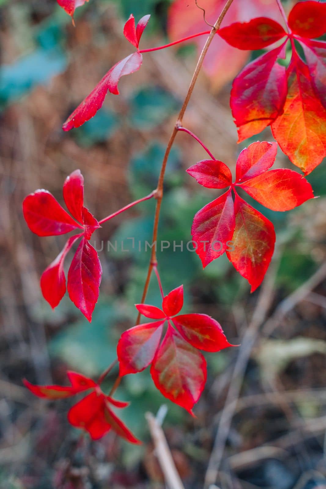 Foliage. Autumn leaves background. Macro shot of ivy leaves turning red. by Matiunina