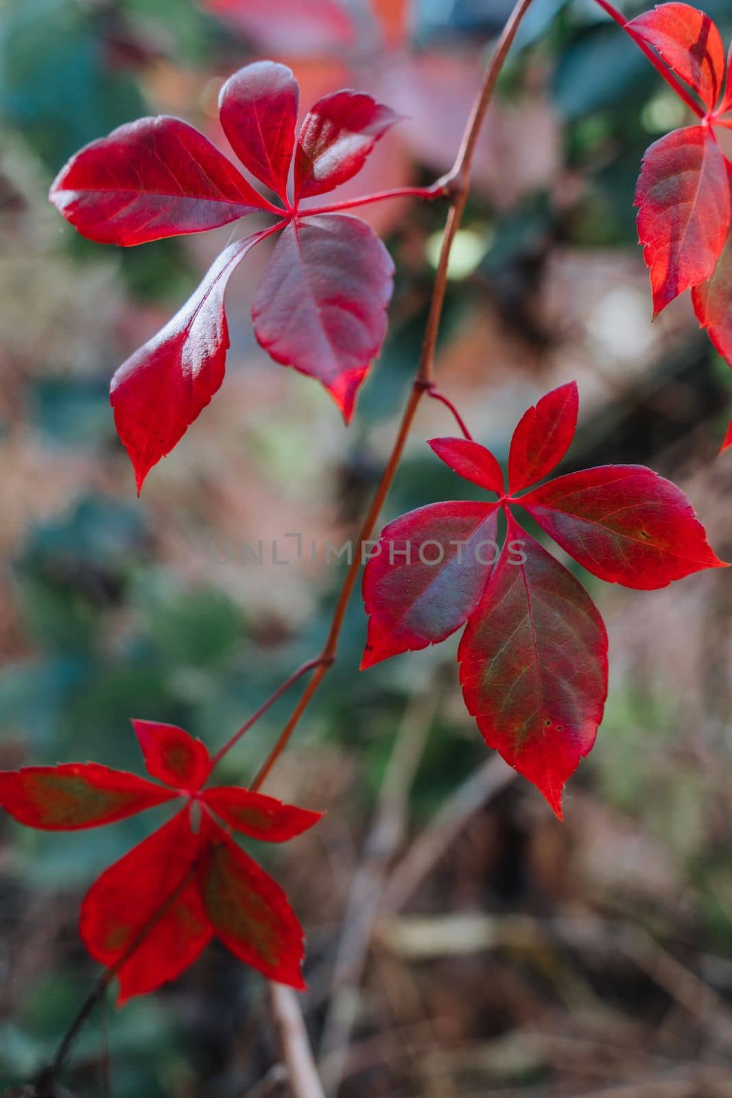 Foliage. Autumn leaves background. Macro shot of ivy leaves turning red